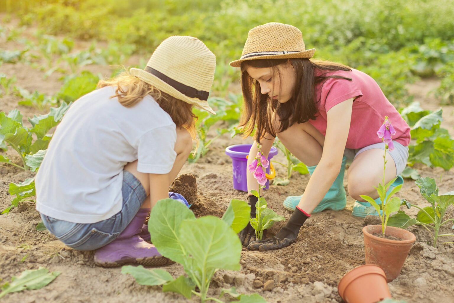 Children girls planting flowering pot plant in ground